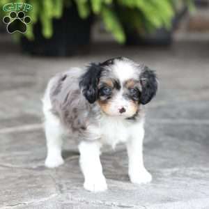 Londyn, Cavapoo Puppy